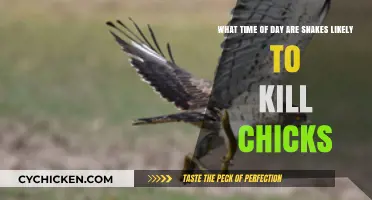 Snakes: A Deadly Threat to Chicks at Dawn and Dusk