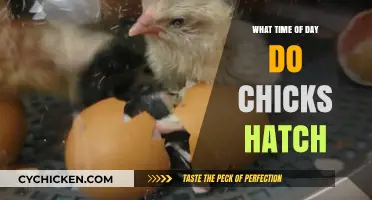 When Do Chicks Hatch? Understanding the Optimal Time of Day