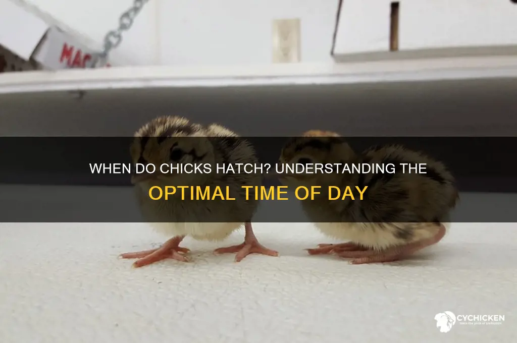 what time of day do chicks hatch