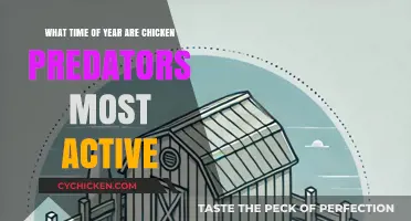 Chicken Predators: When Are They Most Active?