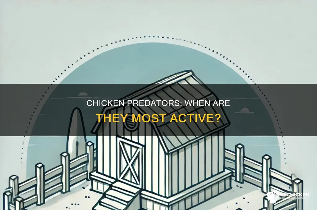 what time of year are chicken predators most active
