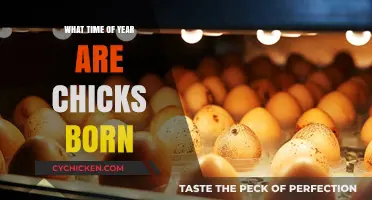 When Do Chicks Hatch? Seasonal Insights into Chick Birth Timing