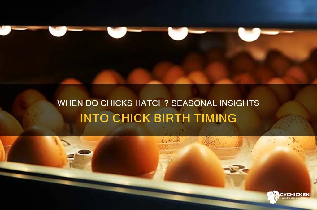 what time of year are chicks born