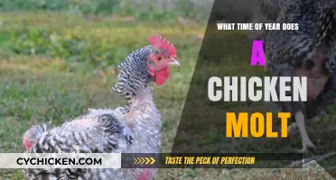When Do Chickens Molt? Understanding Seasonal Feather Shedding