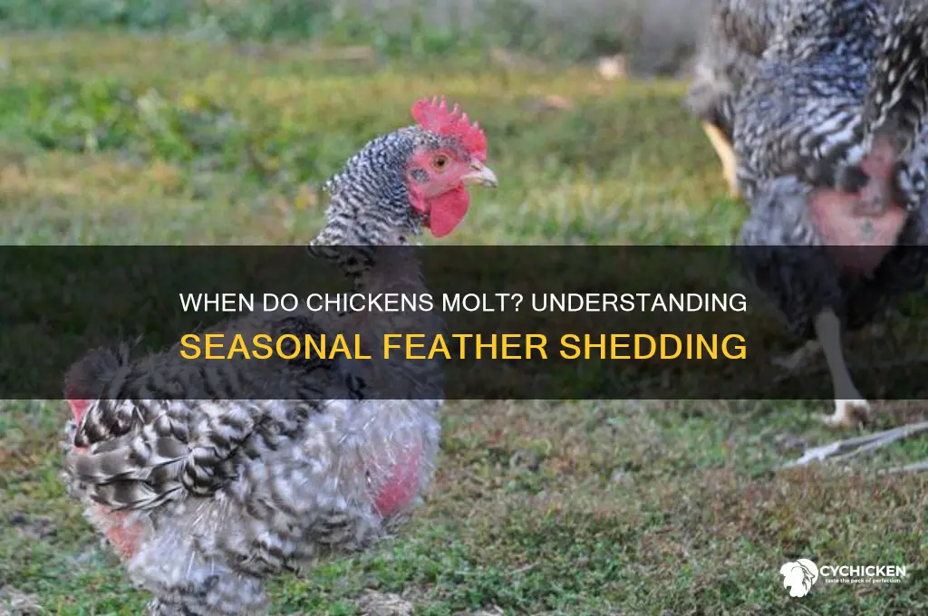 what time of year does a chicken molt