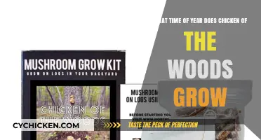 When to Forage Chicken of the Woods