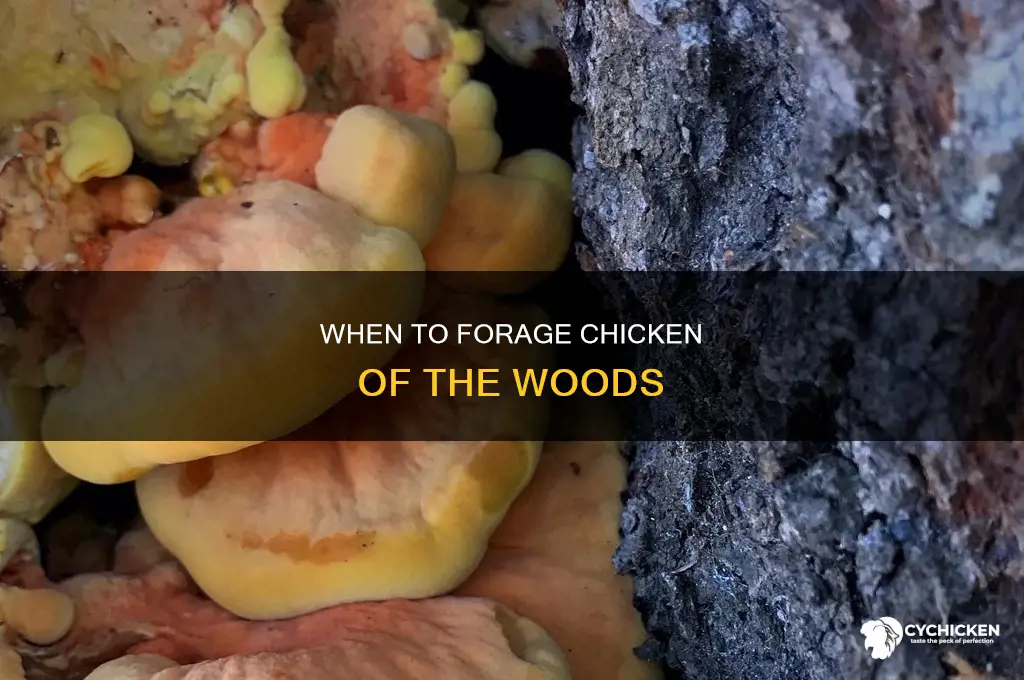 what time of year does chicken of the woods grow