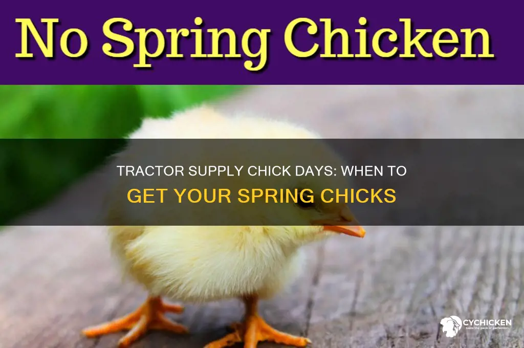 what time of year does tractor supply have chicks