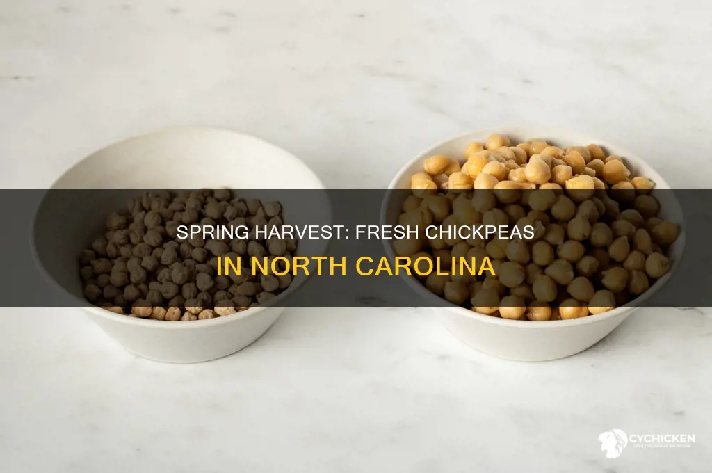 what time of year for fresh chick peas in nc