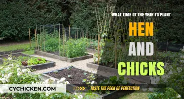 Best Time to Plant Hen and Chicks