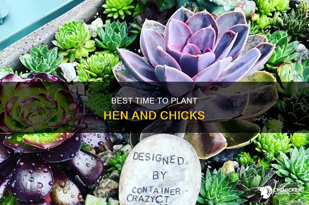 what time ot the year to plant hen and chicks