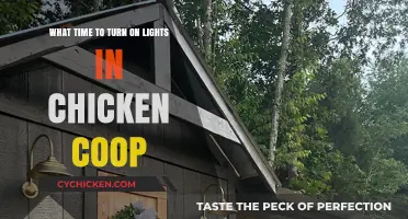Optimal Lighting: When to Turn On Lights in Your Chicken Coop
