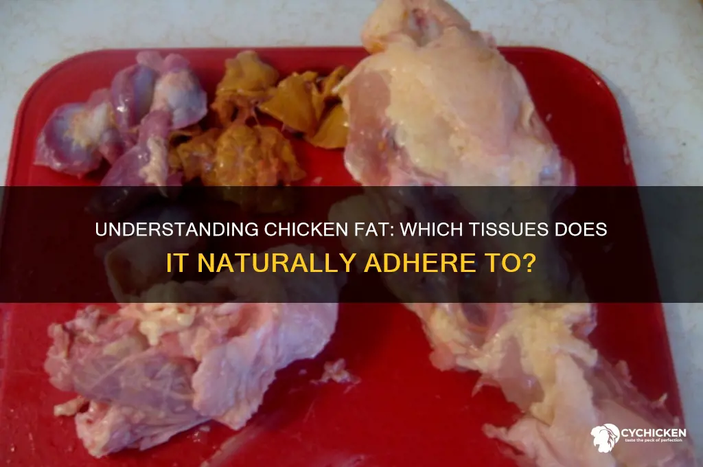 what tissue does chicken fat attach to