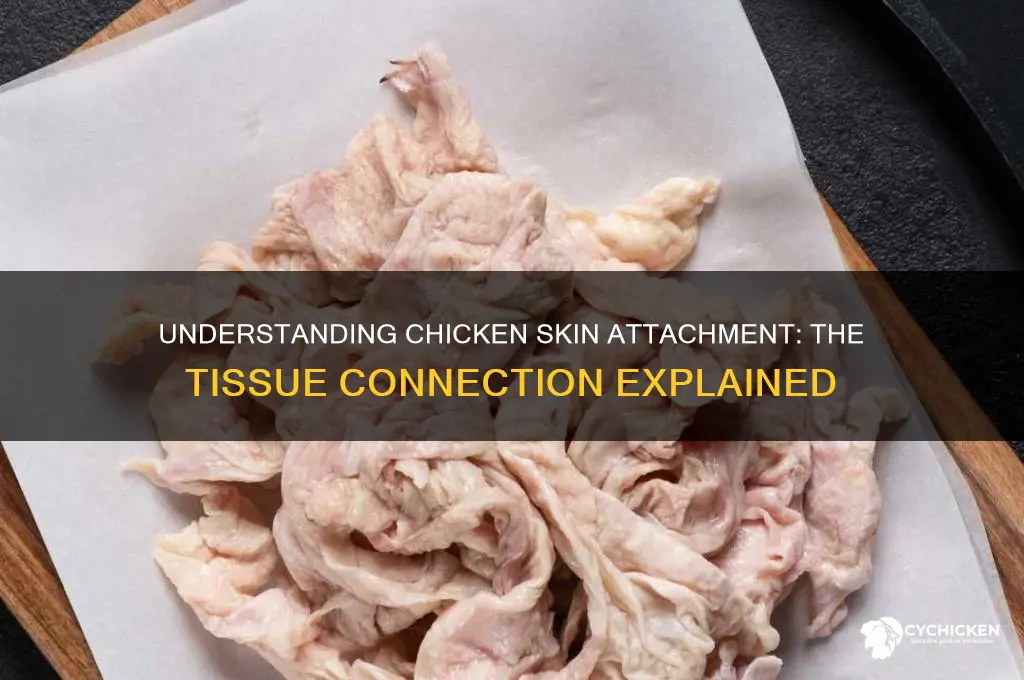 what tissue does chicken skin attach to