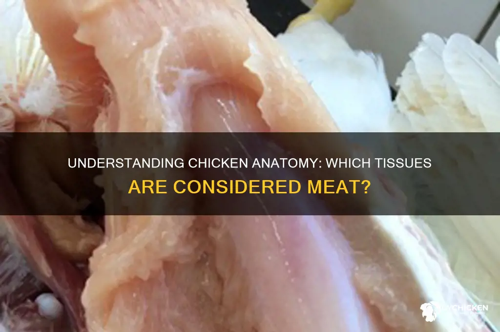 what tissue of the chicken is meat