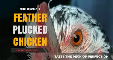 Healing Feather-Plucked Chickens: Effective Treatments and Care Tips