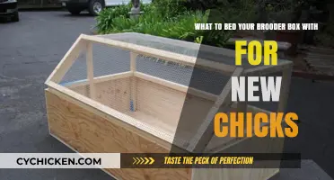 Brooder Box Bedding: Best Options for New Chicks