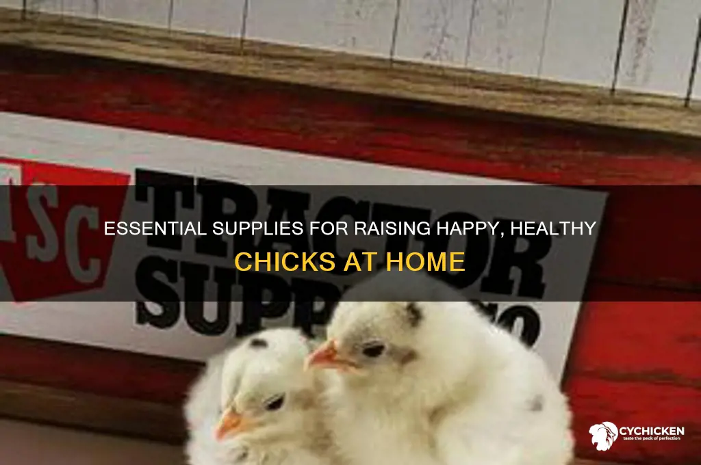 what to buy for chicks