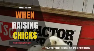 Essential Supplies for Raising Healthy and Happy Chicks at Home