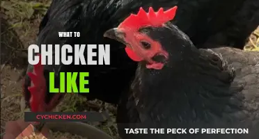 What Do Chickens Like? Understanding Their Preferences and Needs