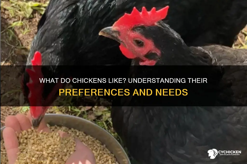 what to chicken like