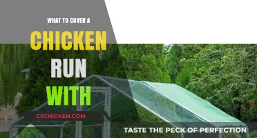 Best Covering Options for Your Chicken Run: Safety and Comfort Tips