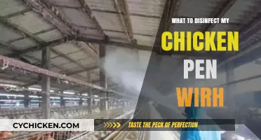 Safe and Effective Disinfectants for Cleaning Your Chicken Pen