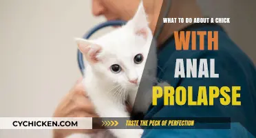 Anal Prolapse in Chickens: Treatment and Care
