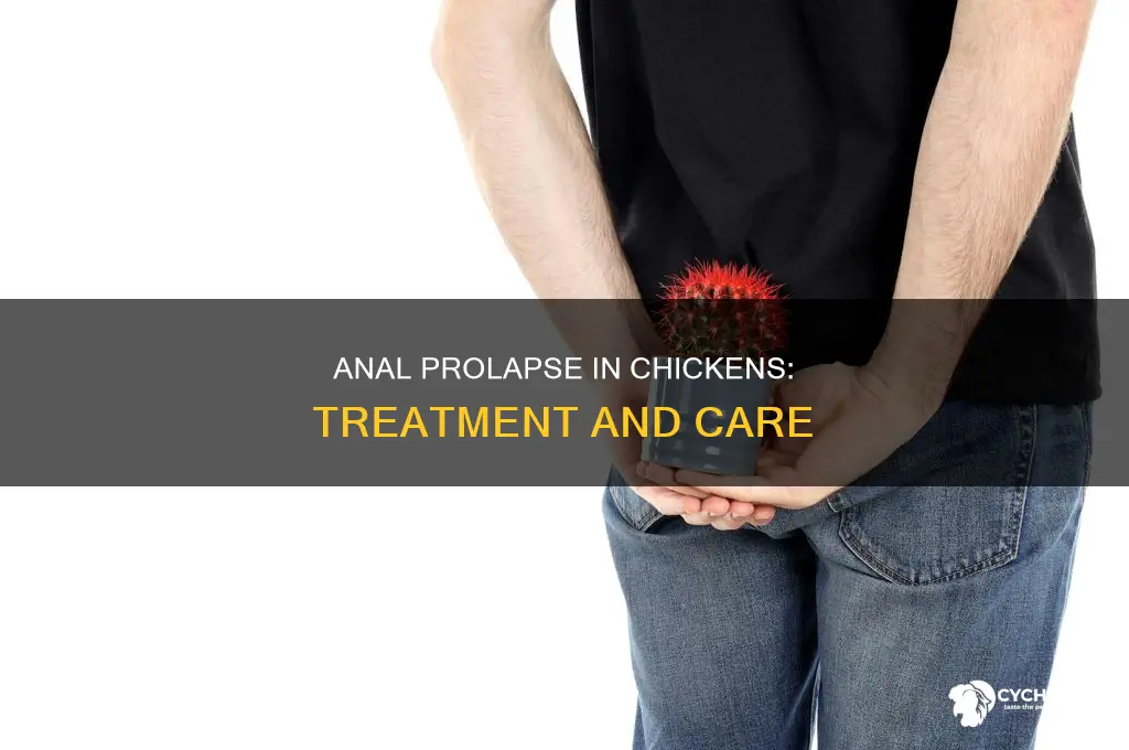what to do about a chick with anal prolapse