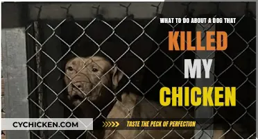 Dealing with a Chicken-Killing Dog: What to Do?