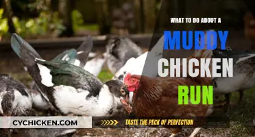 Muddy Chicken Run Solutions: Practical Tips for a Dry, Happy Coop