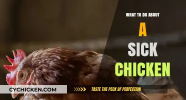 Caring for Your Sick Chicken: Essential Steps for Recovery and Health