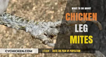 Effective Solutions for Treating and Preventing Chicken Leg Mites