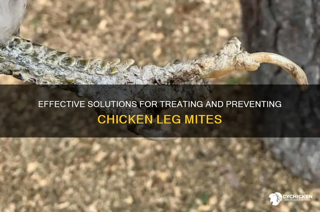 what to do about chicken leg mites