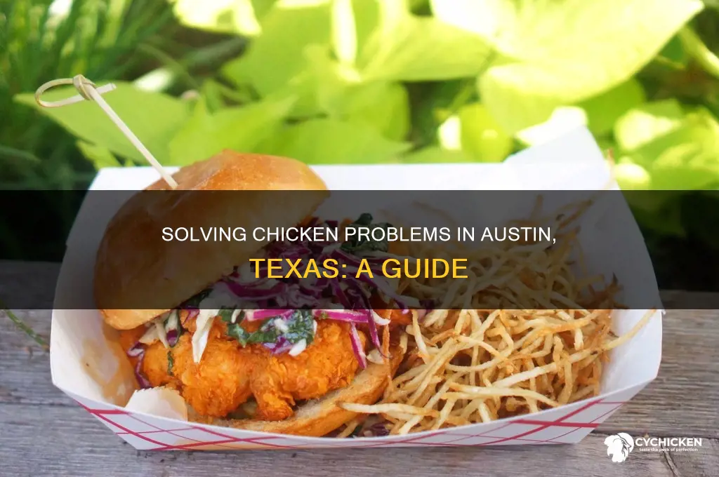 what to do about chicken problems in austin tx