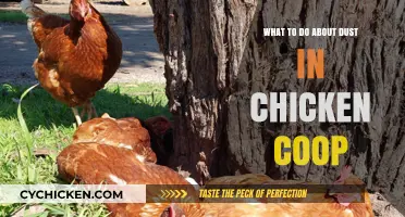 Effective Strategies to Manage Dust in Your Chicken Coop