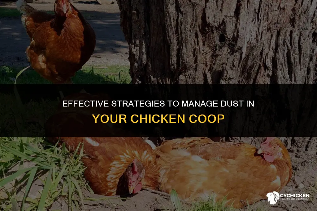 what to do about dust in chicken coop