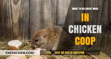 Effective Strategies to Keep Mice Away from Your Chicken Coop