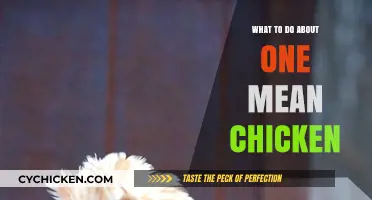 Handling a Bully: Strategies to Manage One Mean Chicken's Behavior