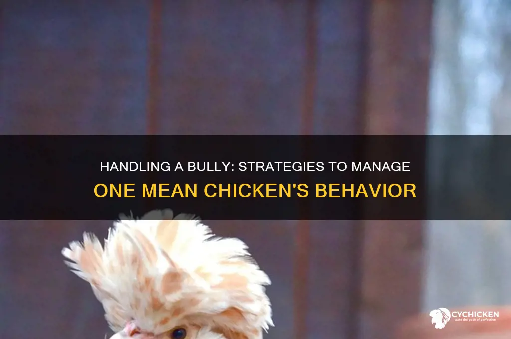 what to do about one mean chicken
