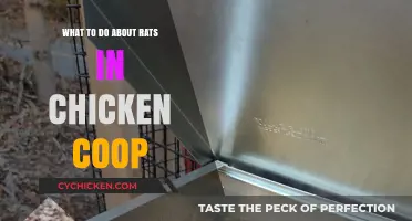 Effective Strategies to Keep Rats Away from Your Chicken Coop