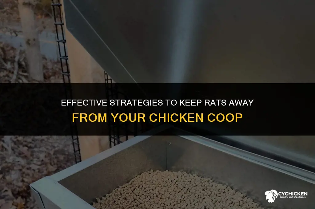 what to do about rats in chicken coop