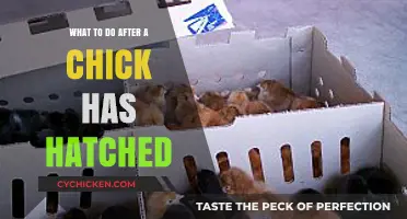 Caring for Newborn Chicks: Essential Steps After Hatching