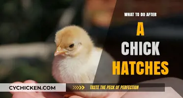 Caring for Newborn Chicks: Essential Steps After Hatching
