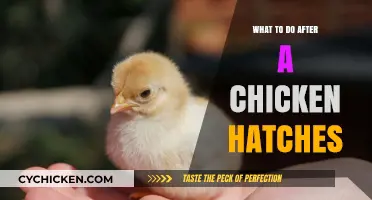 Caring for Newborn Chicks: Essential Steps After Hatching