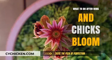 Post-Bloom Care Tips for Your Hens and Chicks Plants