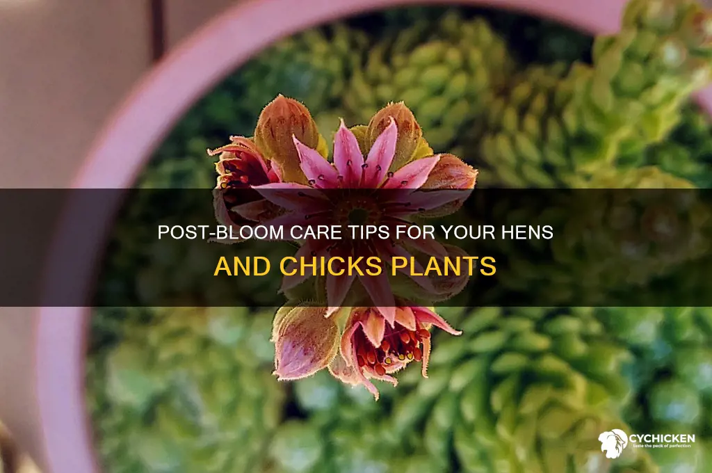 what to do after hens and chicks bloom