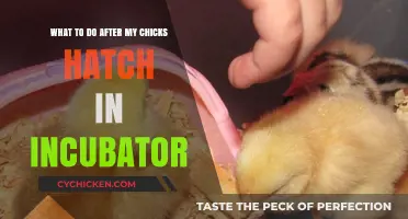 Guide for Newborn Chicks: Post-Hatch Care in Incubator