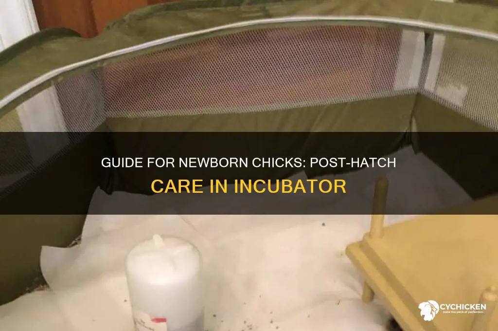 what to do after my chicks hatch in incubator