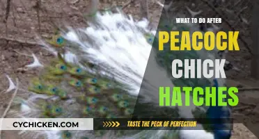 Caring for Newborn Peacocks: Essential Steps After Hatching